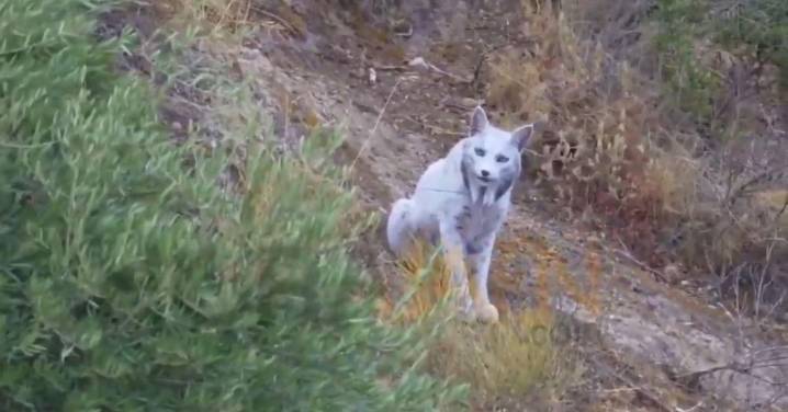 Vídeo | Descubren en Jaén un lince ibérico blanco, único en el mundo: ¿por qué es de ese color?