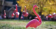 In the 608: ‘Fill the Hill’ returns to UW-Madison with flock of pink flamingos