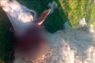 Perros mataron 34 ovejas y un carnero premiado de un productor