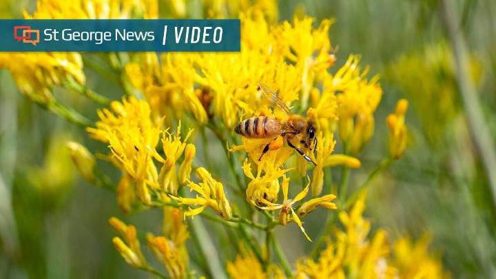 From odors to ecosystems: Rabbitbrush's vital role in Southern Utah ecosystems