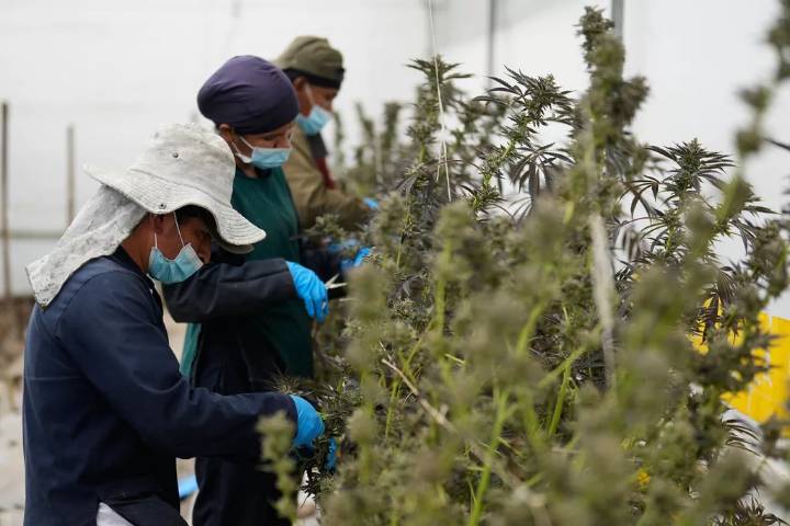 Colombia se alista para vender la flor de cannabis en las farmacias