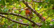 Robins will visit your garden again and again if you grow 7 plants they love