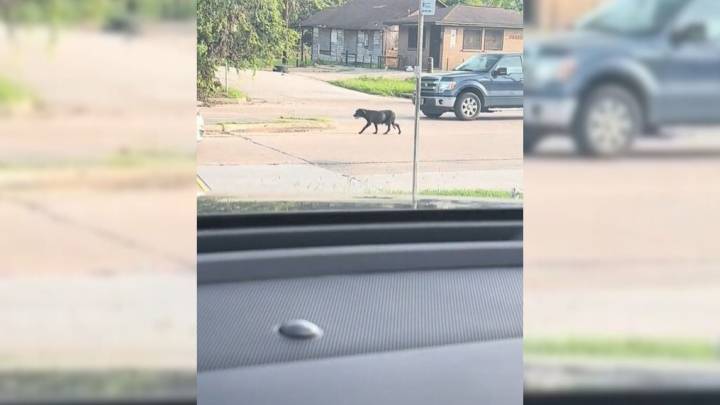 Dog Mom Scours Texas Streets For Scraps To Feed Her Puppies Until A Rescuer Steps In