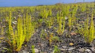 Los investigadores no dan crédito: un experimento consigue que un vertedero de escombros rebose de flores