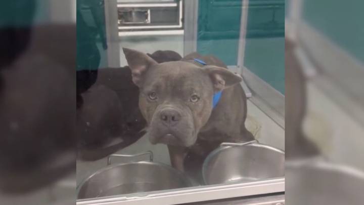 Timid Oklahoma Dog On The Brink Of Euthanasia Waits For A Miracle That Arrives At The Last Second