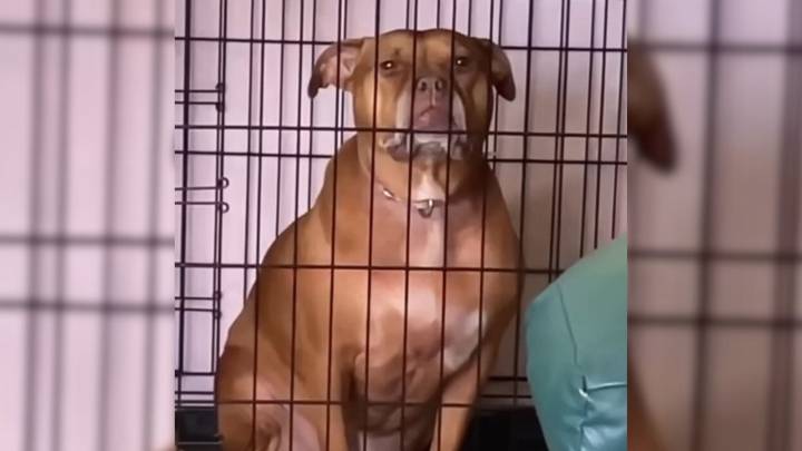 Illinois Dog Locked In A Cage Her Whole Life Finally Learns What Love Feels Like