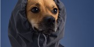 adidas Originals Pet Collection Release Info