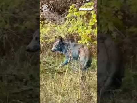 Blue dogs were spotted in the Chernobyl exclusion zone in Ukraine #shorts