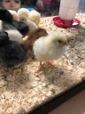 After more than 30 chicks went missing from Erin Fall Fair, mayor stepped in to keep exhibit open