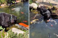 What Dog Does When He Sees Koi Fish in the Pond Melts Hearts