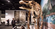 Wyoming dinosaur ‘mummies’ reveal a surprise: hoofed feet