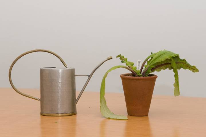 Fungus gnats can be eradicated