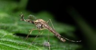 Iceland reports the presence of mosquitoes for the first time, as climate warms