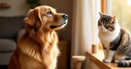 Medio Ambiente recibe 100 denuncias por semana de maltrato animal en NL