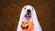 Halloween candy with chocolate, raisins, xylitol can be fatal for dogs