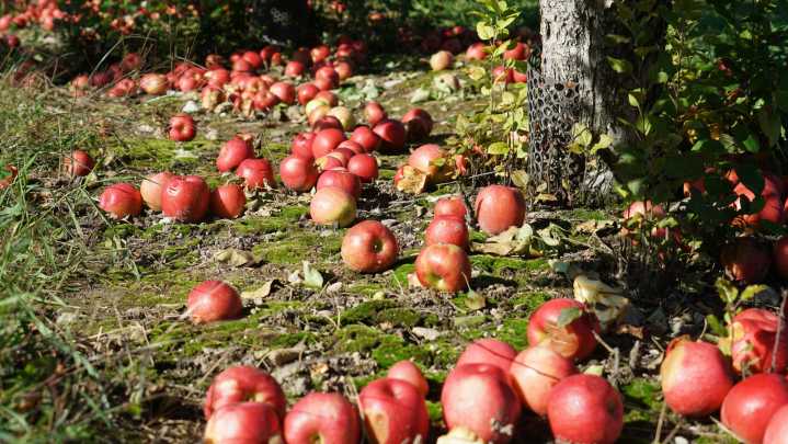 The Essential Fall Task That Will Help Your Fruit Tree Survive Winter