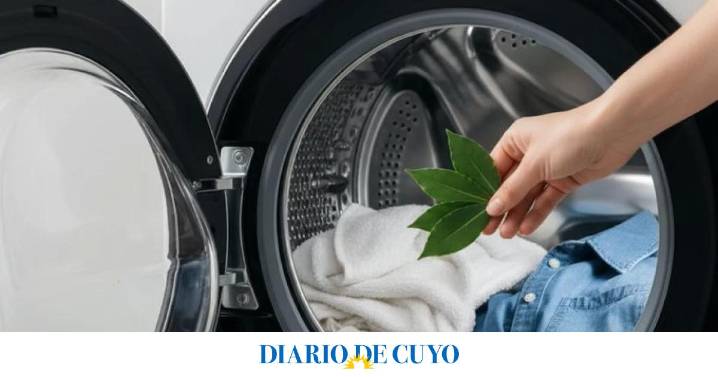 Ni suavizante ni perfume: el secreto natural del laurel para tu lavarropas
