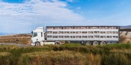 SENASA actualiza normativa para transporte de animales vivos y refuerza control logístico nacional