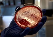 Florida prepara una lucha contra las superbacterias desde las aulas de secundaria