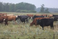 Cattle ranchers rattle fences after Trump opens U.S. gate to Argentina