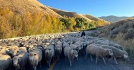 Annual sheep trailing event set for Saturday morning in Brigham City