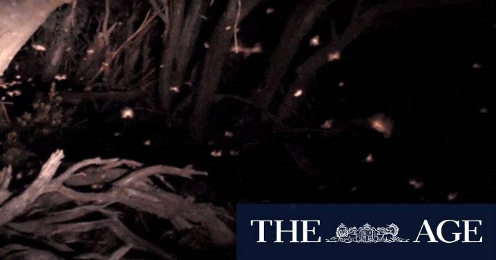 Naked and afraid: The extraordinary reason moths are haunting your shower