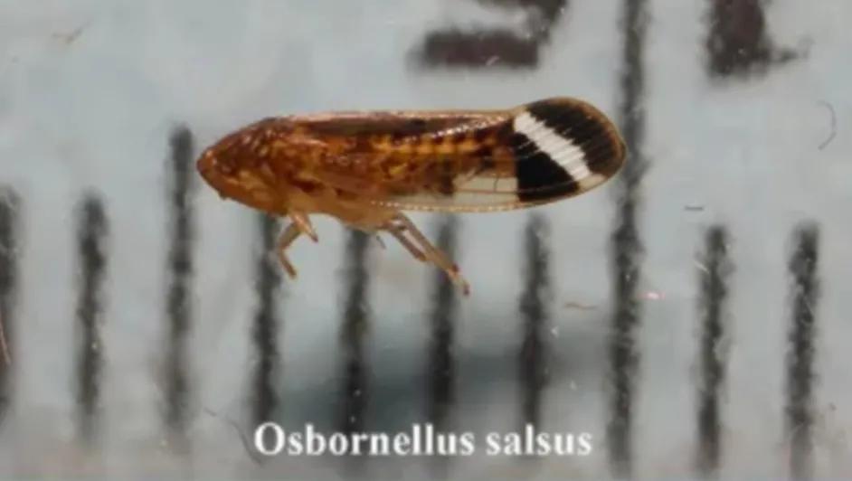 EU detecta plaga ‘nunca antes vista’ proveniente de México: esto sabemos del Osbornellus salsus