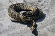 En lo que va del año se han registrado 24 casos de mordeduras de serpientes en la provincia