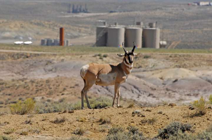 ‘Energy dominance’ meets migration: All Wyoming corridors overlap with proposed oil and gas leases
