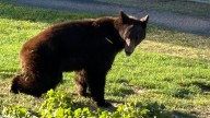 Bear near Arizona school safely relocated by authorities