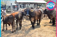 El 95% del hato ganadero de Q. Roo está en Othón P. Blanco y Bacalar