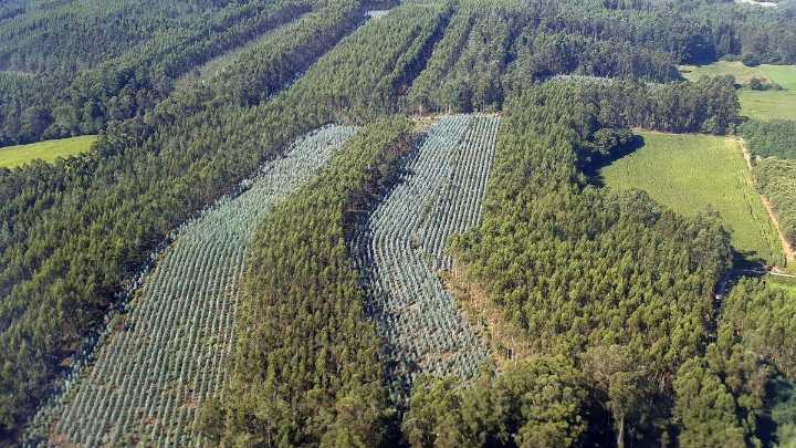 La Xunta mantiene la prohibición de realizar nuevas plantaciones de eucalipto hasta 2030, pero de forma más flexible