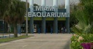 Miami Seaquarium to permanently close after 70 years in operation