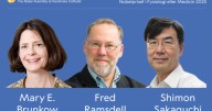 Nobel Medicina a Brunkow, Ramsdell y Sakaguchi por la tolerancia inmunológica periférica
