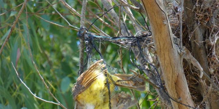 Plásticos en Argentina: ya se detectan residuos en nidos de aves y en la red alimentaria de peces que consumen aves marinas