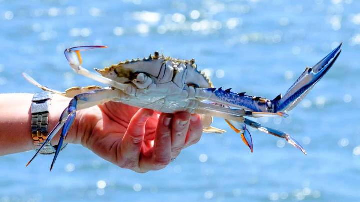 WA’s spring blue swimmer crabbing ban begins in September for spawning season