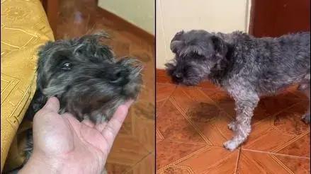 San Juan de Lurigancho: perrito llamado Cratos desapareció hace más de una semana [VIDEO]