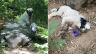 Georgia Dog Found Near Trail Is Mistaken For Abandoned Until A Rescuer Learns The Truth