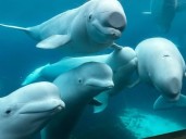 Marineland informs feds belugas may be euthanized