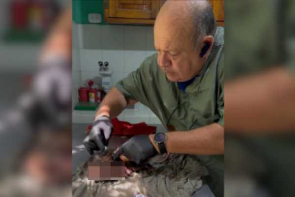 Zarigüeya víctima de maltrato en Santa Marta recibe atención urgente por parte de Corpamag