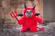 Kern County Animal Services' annual Howloween event is back