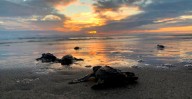 Expo Tortuga 2025 en Playa Azul: horarios, actividades y más
