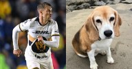 Aaron Ramsey ofrece jugosa recompensa de más de 100 mil pesos por encontrar a su perro