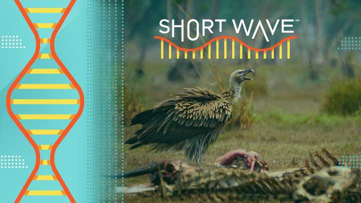 How animal scavengers affect human health : Short Wave : NPR
