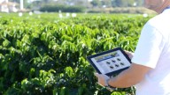 Agrónomos piden planificar importaciones para no afectar a productores venezolanos