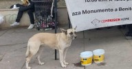Invitan a adoptar una mascota