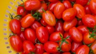 A New Grape Tomato Has Arrived, And It Shines Like The Morning Sky