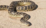 Big Python Captured in Rajouri