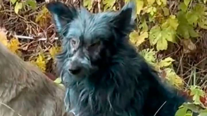 Misterio y desconcierto: hallaron perros con pelaje azul en la zona de exclusión de Chernobyl