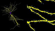 Una herramienta de IA desvela la arquitectura 3D de las neuronas